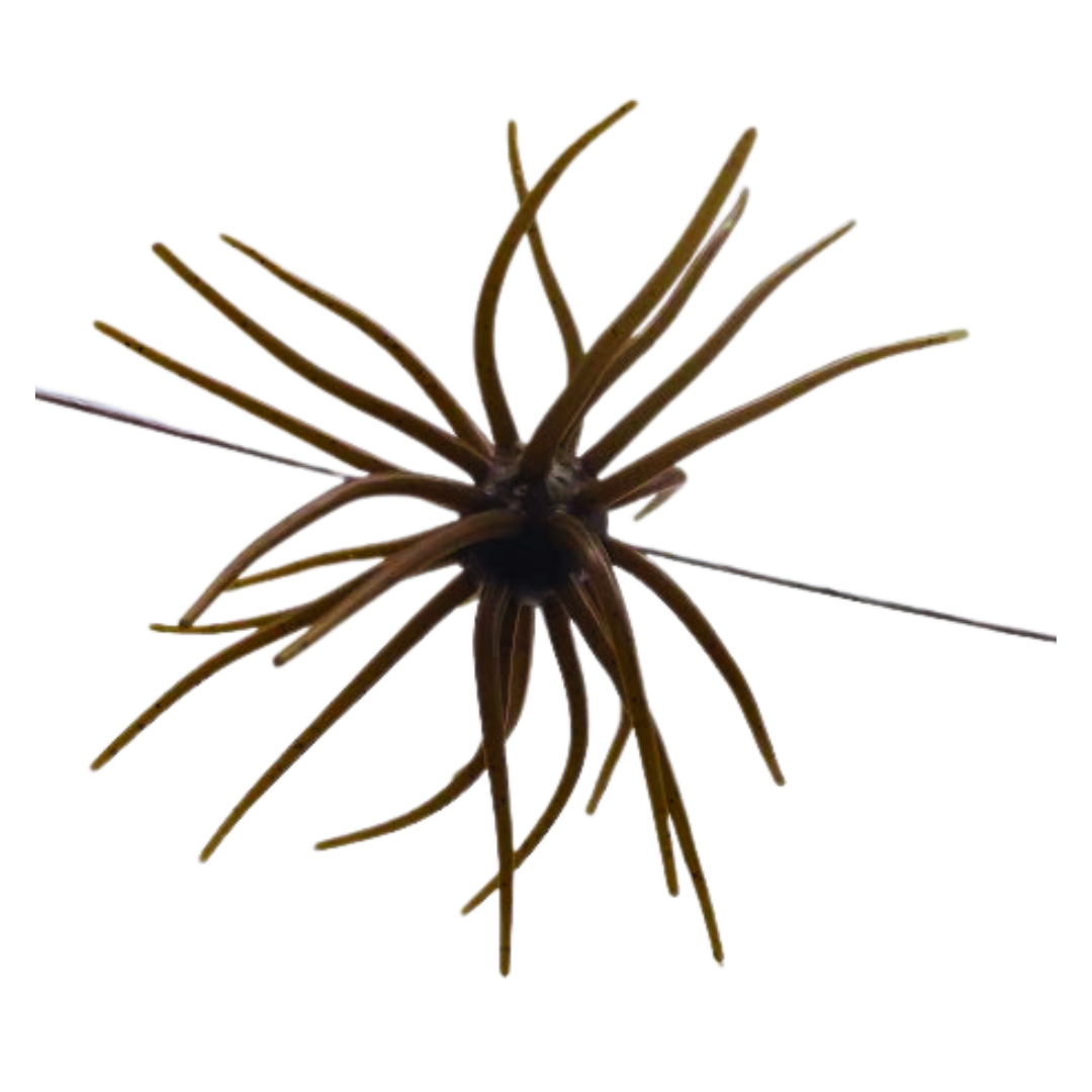 Coike 17MM – Waterloo Rods