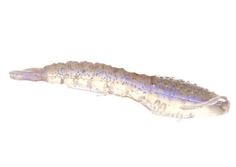 Berkley Gulp! Shrimp - 3in. - 6 Count