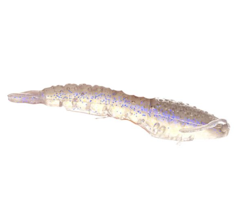 Berkley Gulp! Shrimp - 4in. - 4 Count